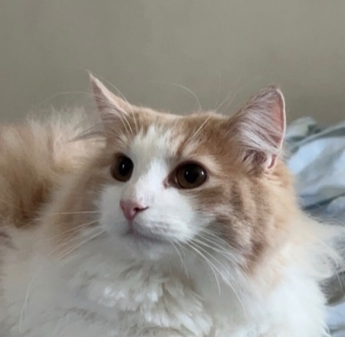 lichacha_cat0325