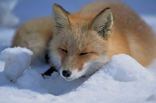firefoxy