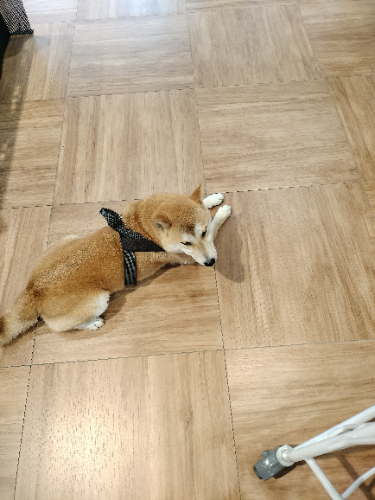 凱文kk
