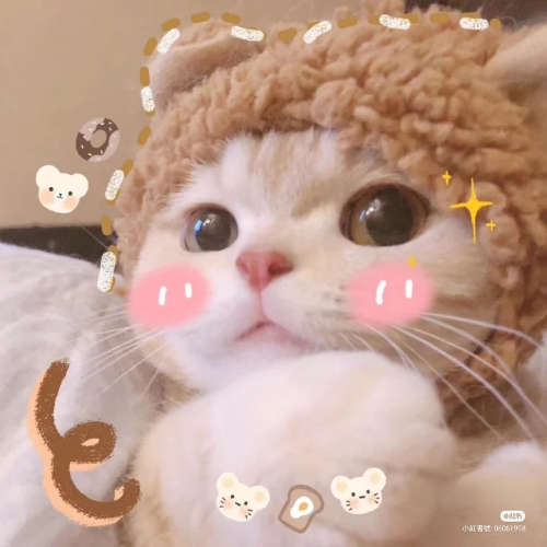 南部小騷貓