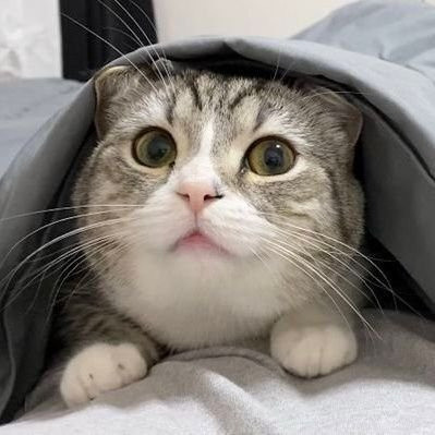 貓ฅ•ω•ฅ