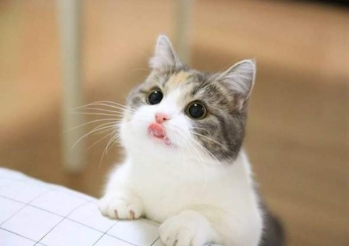 抖M小貓