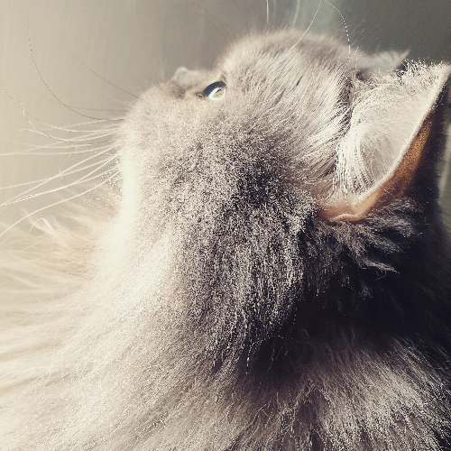 Kittybibo
