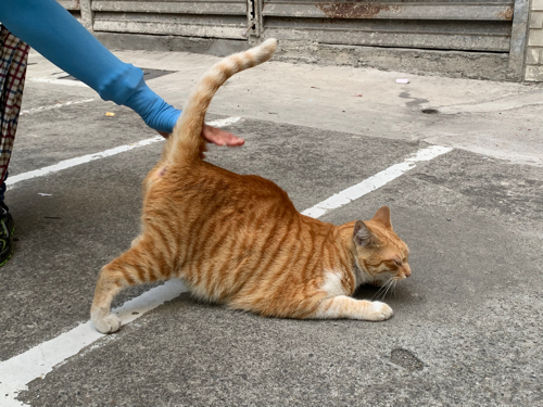 血清素