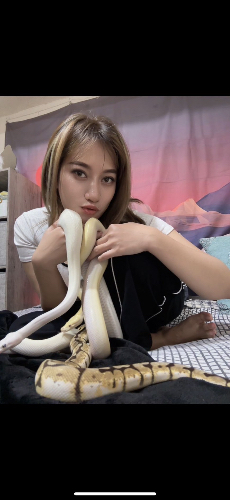 Shadowfox&Anna和她的快樂夥伴
