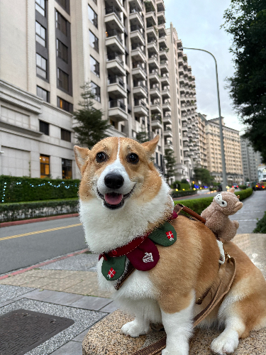 Xinbaby_dog0121