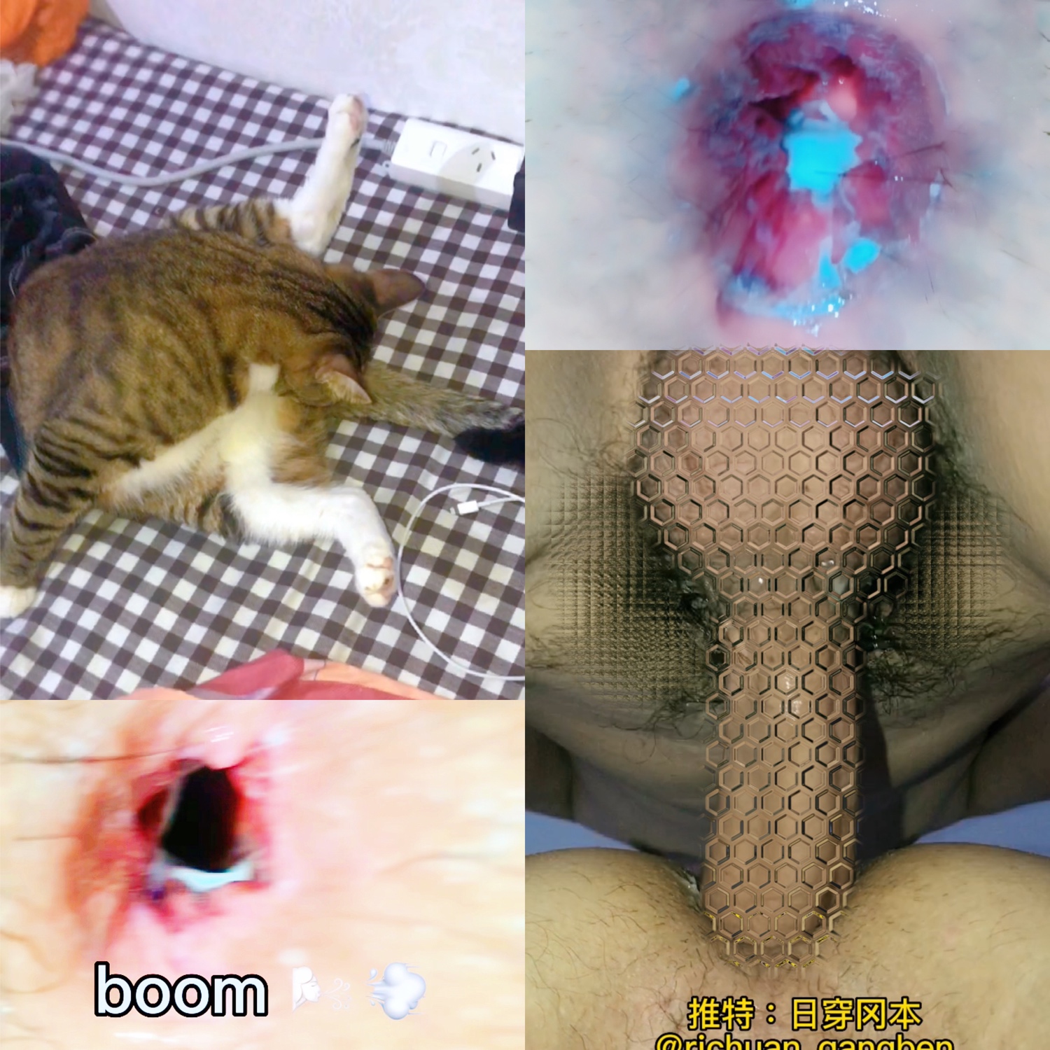 當著貓的面做愛 🐈早已看穿一切都12.5分鐘