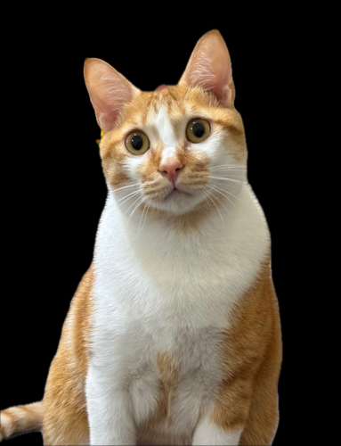 Xiumin_cat 🐈