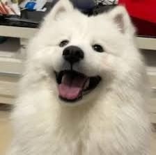小狐